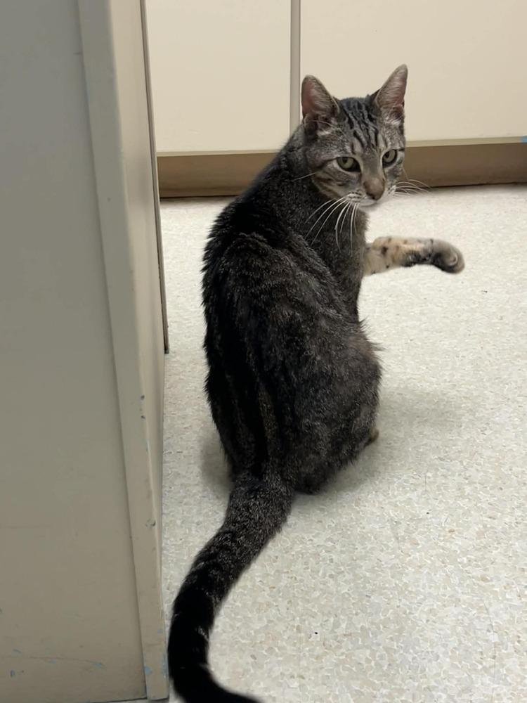 Lutefisk, Adoptable, Adult Male Domestic Short Hair.