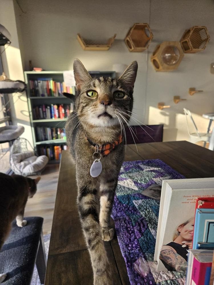 Lutefisk — thumbnail 3