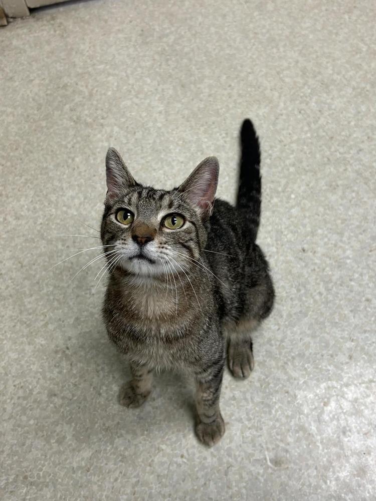 Lutefisk — thumbnail 4