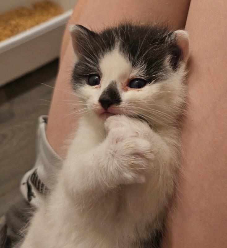 Frank, a Adoptable Domestic Short Hair in Kennewick, WA image 1/2