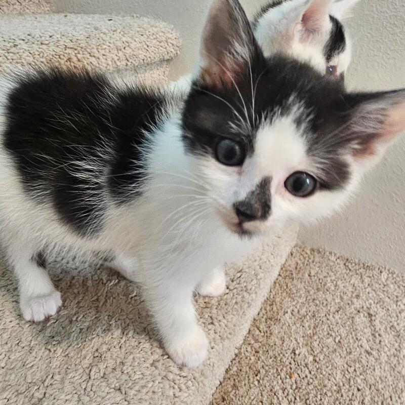 Frank, a Adoptable Domestic Short Hair in Kennewick, WA image 2/2