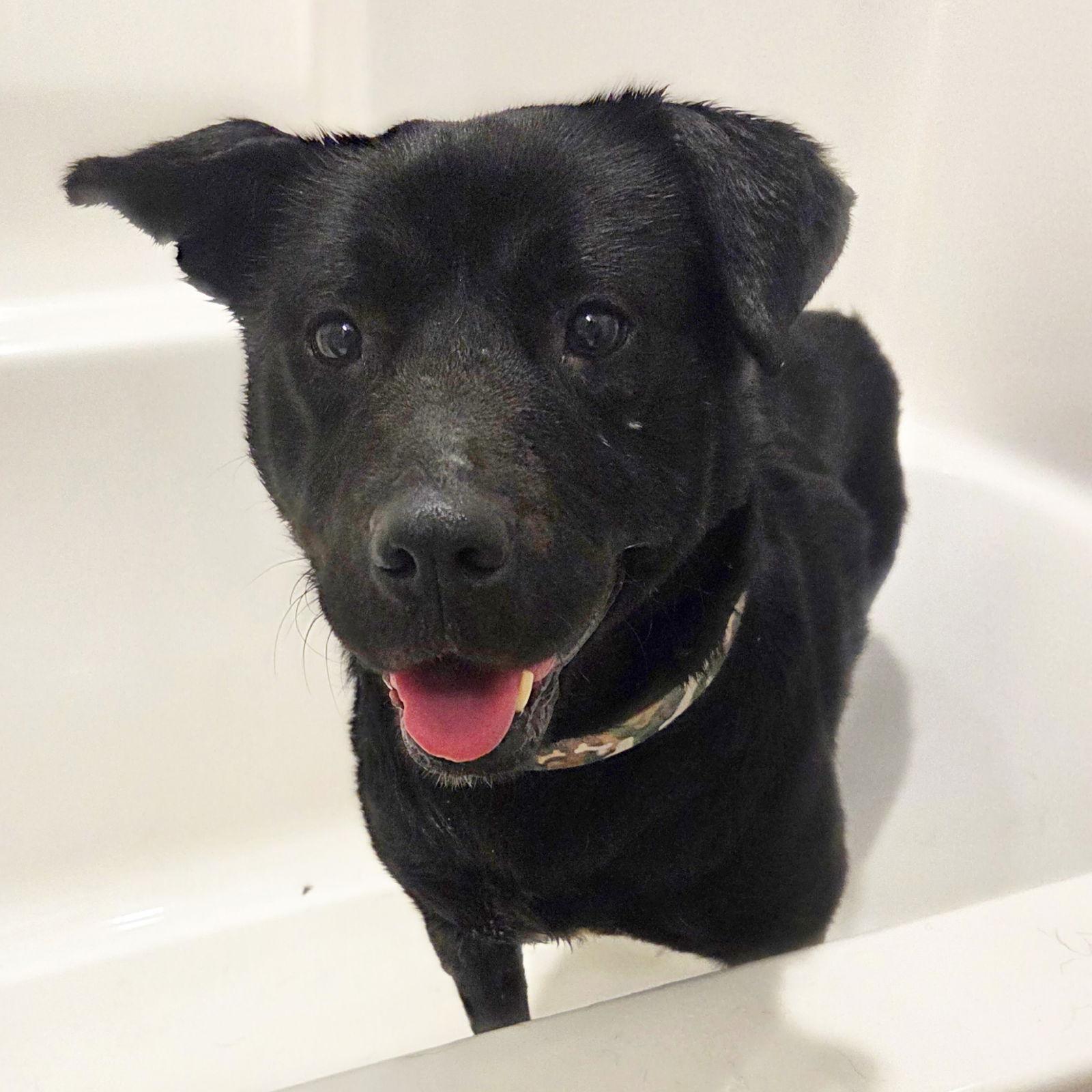 Enlarge Hat Trick, a Adoptable Labrador Retriever in Fargo, ND image 1/3