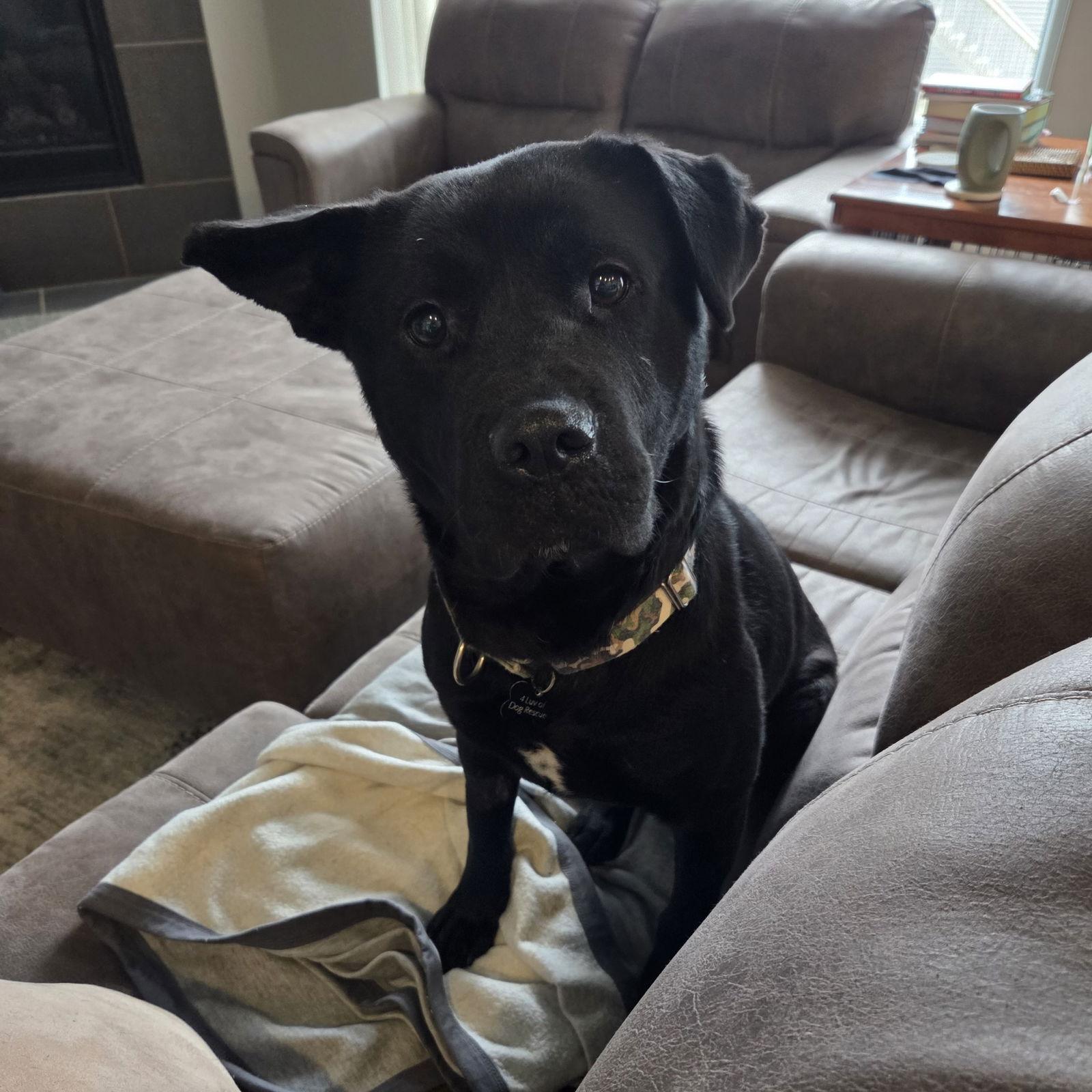 Enlarge Hat Trick, a Adoptable Labrador Retriever in Fargo, ND image 2/3