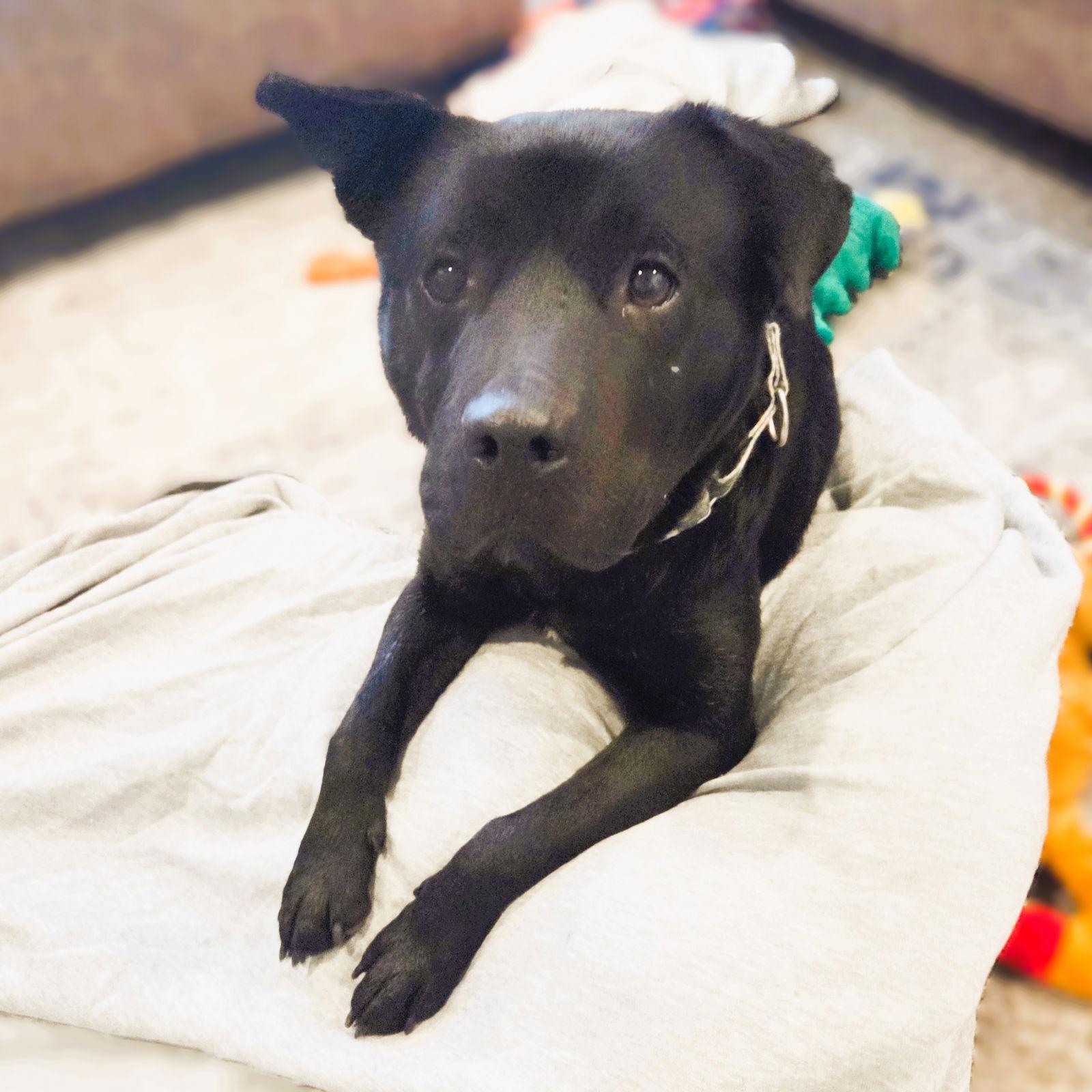 Enlarge Hat Trick, a Adoptable Labrador Retriever in Fargo, ND image 3/3