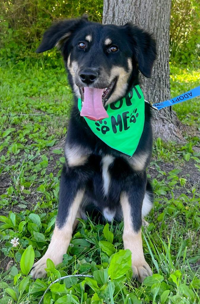 Reese, Adoptable, Puppy Male German Shepherd Dog & Australian Shepherd.