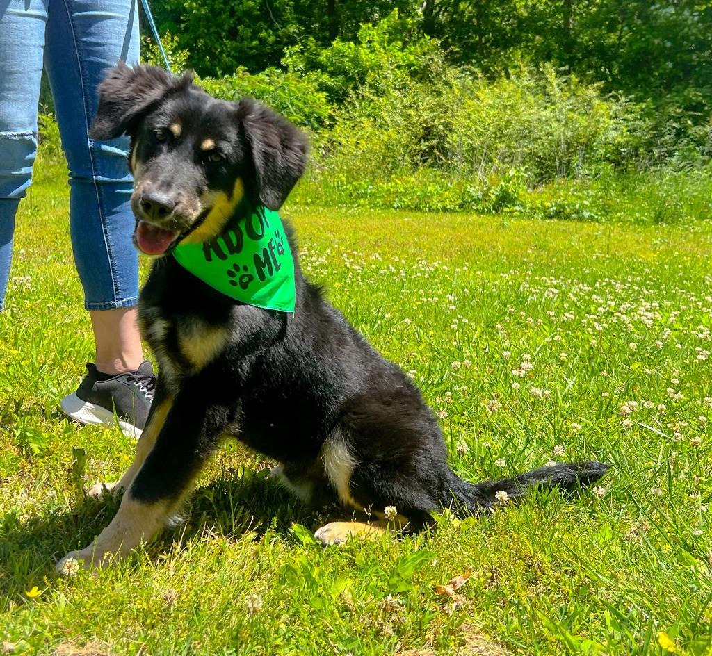 Enlarge Reese, a Adoptable mixed breed in Murray, KY image 2/4