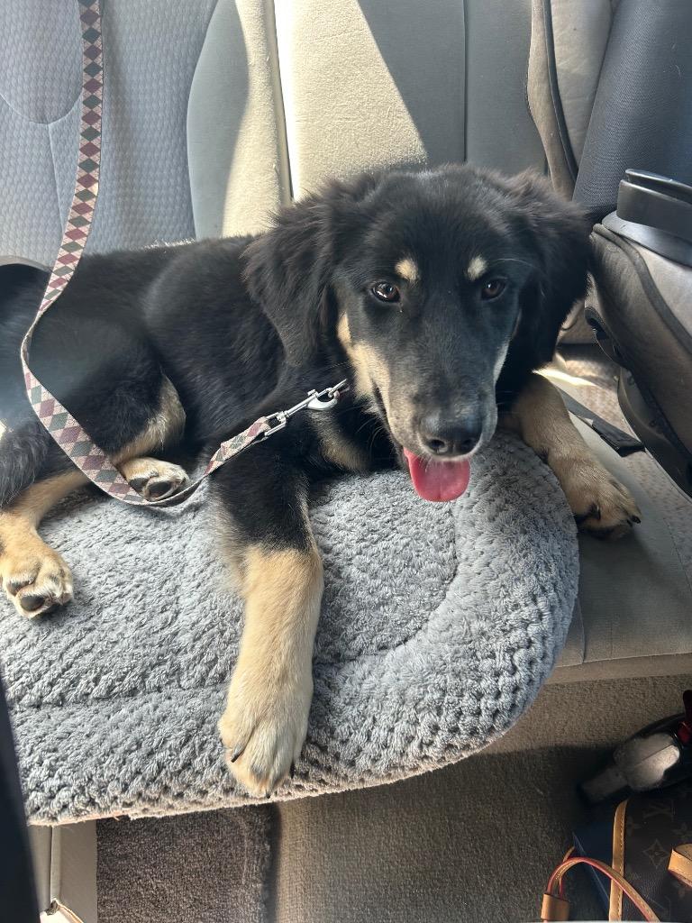 Enlarge Reese, a Adoptable mixed breed in Murray, KY image 3/4