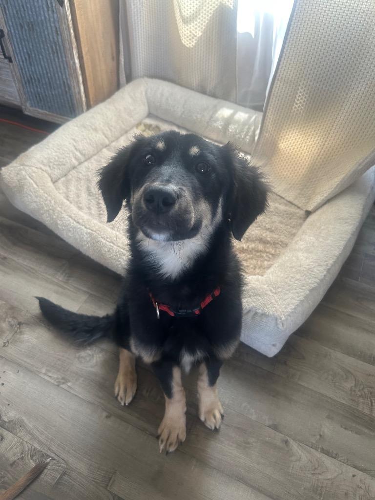 Enlarge Reese, a Adoptable mixed breed in Murray, KY image 4/4