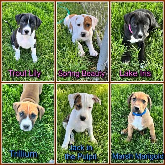 Michigan Wildflower litter- puppies 3 male 3 female, adopted, Puppy Female Pit Bull Terrier.