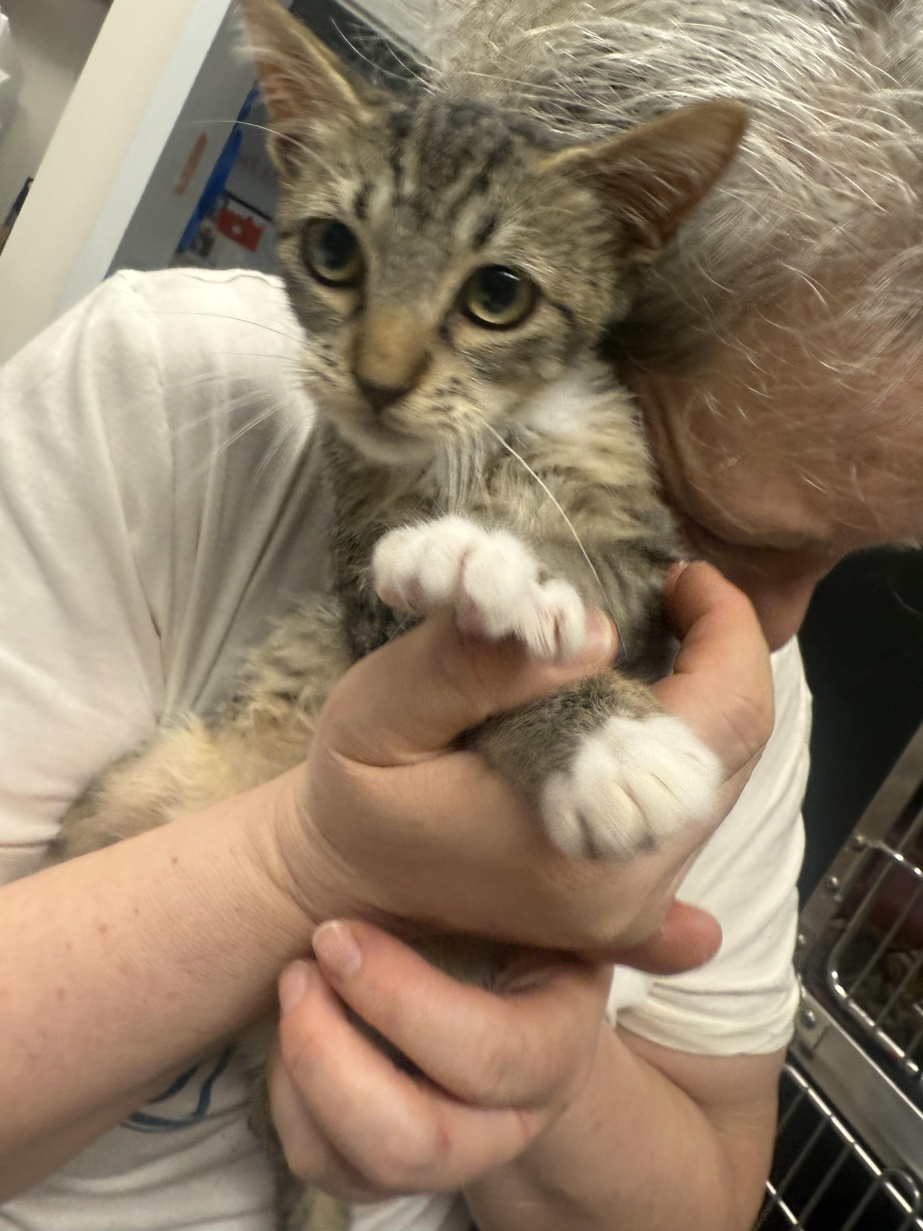 Snazzy, Adopted, Young Female Domestic Short Hair.