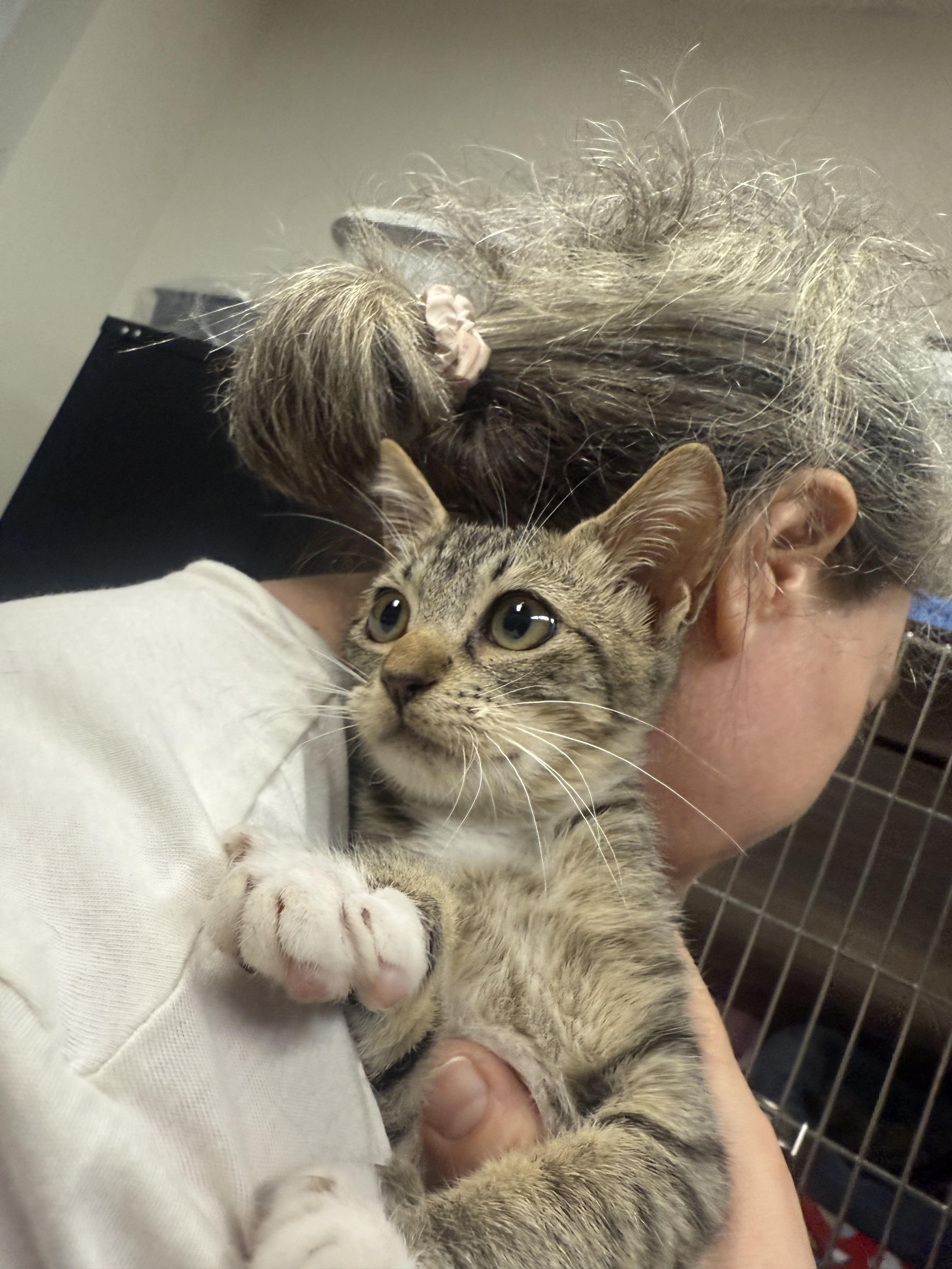 Enlarge Snazzy, a Adopted Domestic Short Hair in Honolulu, HI image 2/4
