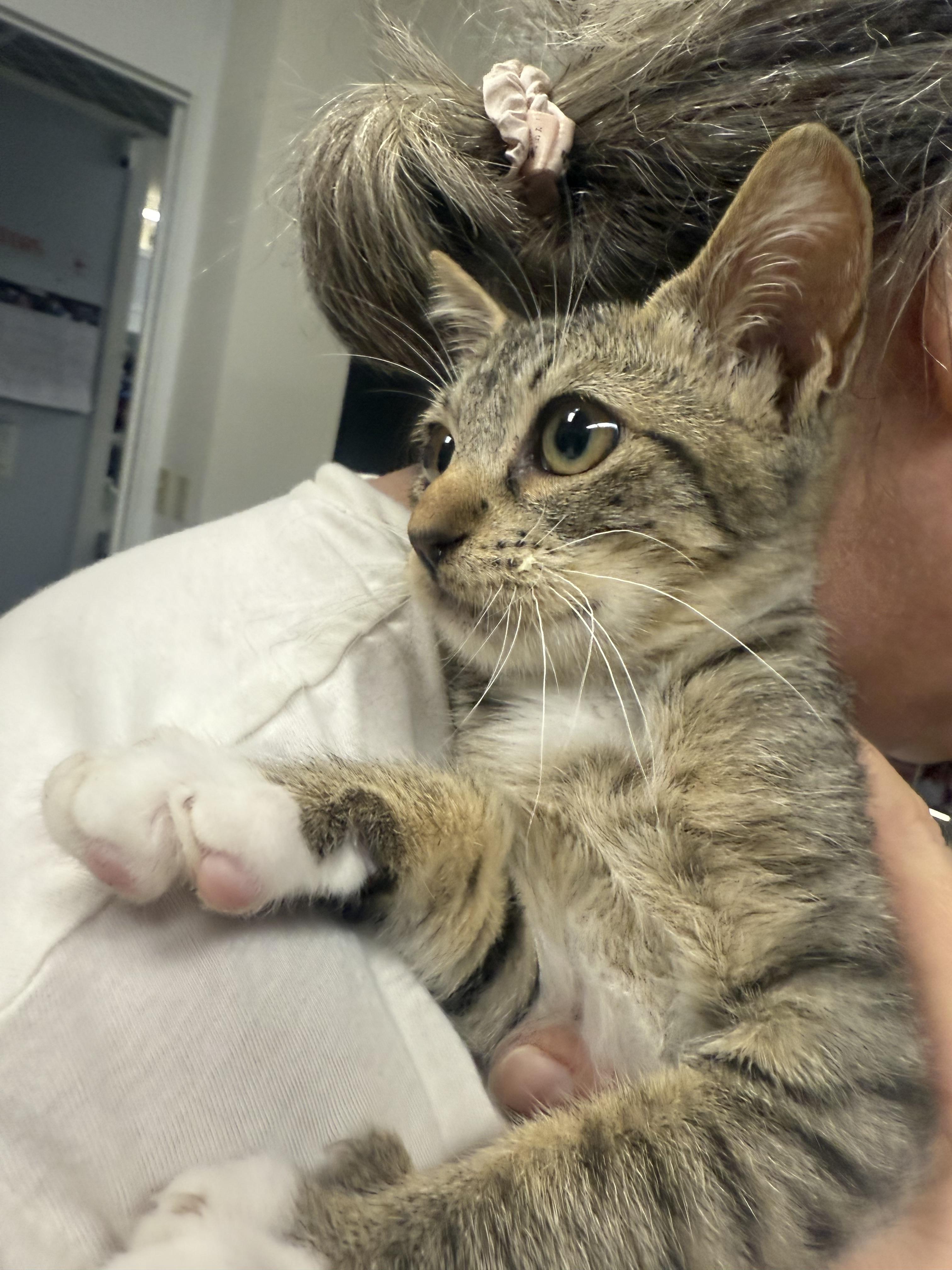 Enlarge Snazzy, a Adopted Domestic Short Hair in Honolulu, HI image 3/4