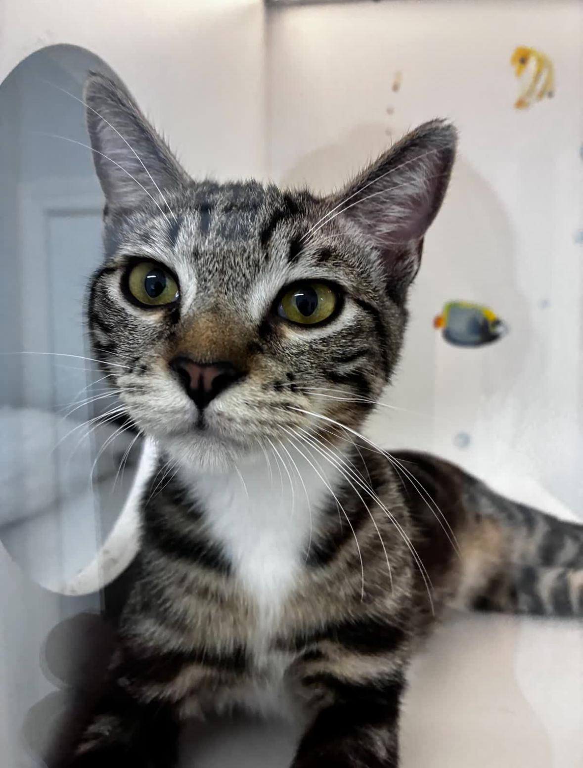 Enlarge Snazzy, a Adopted Domestic Short Hair in Honolulu, HI image 4/4