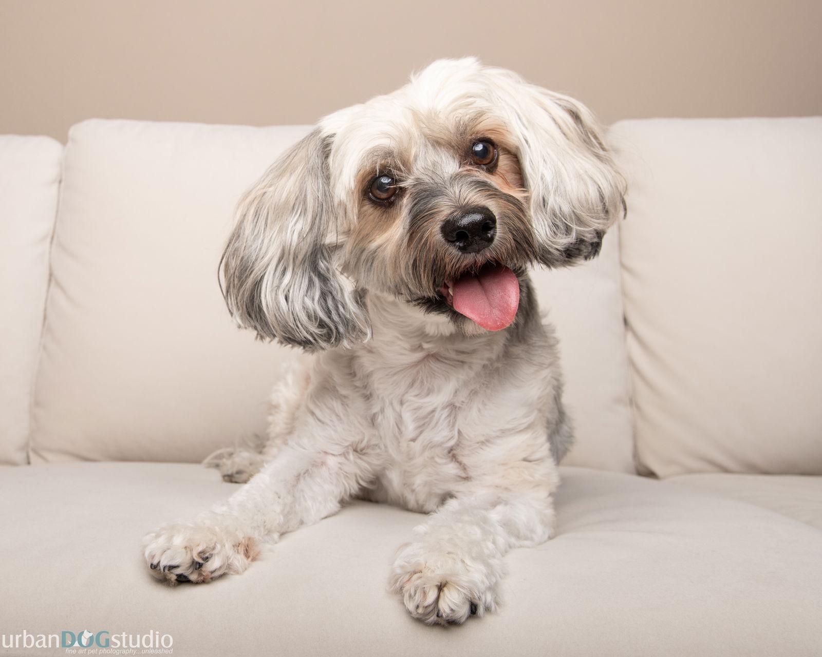 Prince - M, a Adopted Chinese Crested Dog in Tampa, FL image 1/3