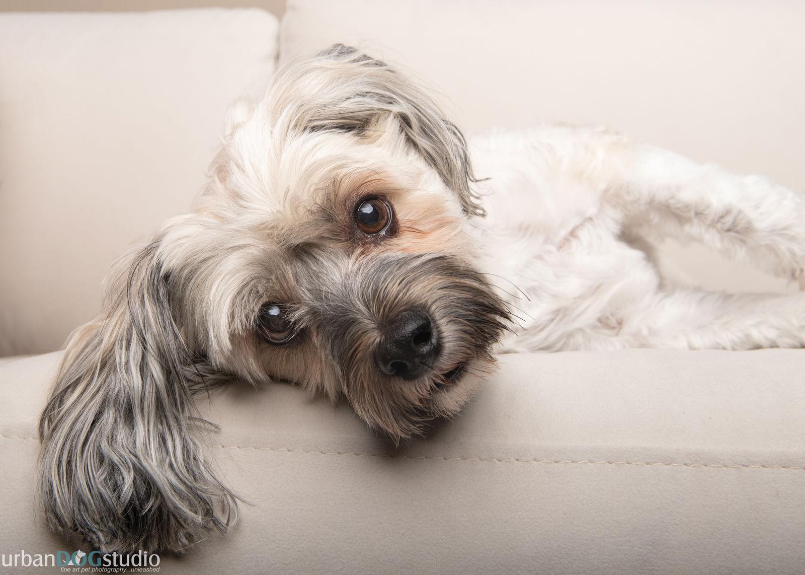 Prince - M, a Adopted Chinese Crested Dog in Tampa, FL image 2/3