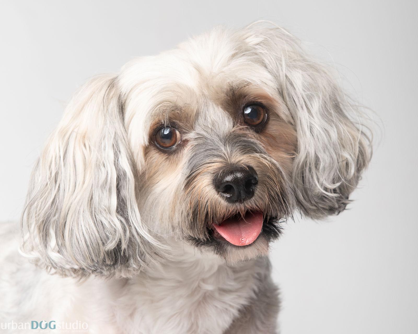 Prince - M, a Adopted Chinese Crested Dog in Tampa, FL image 3/3