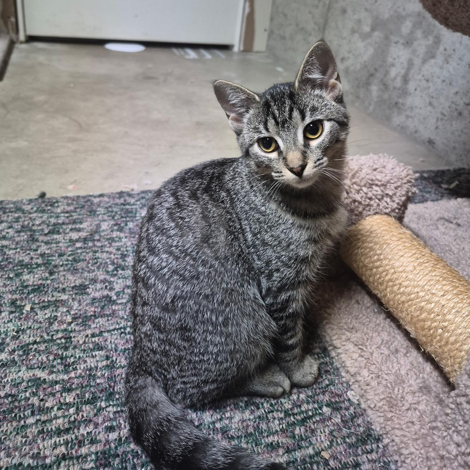 Enlarge Astra, a Adopted Domestic Short Hair in Hudsonville, MI image 1/4
