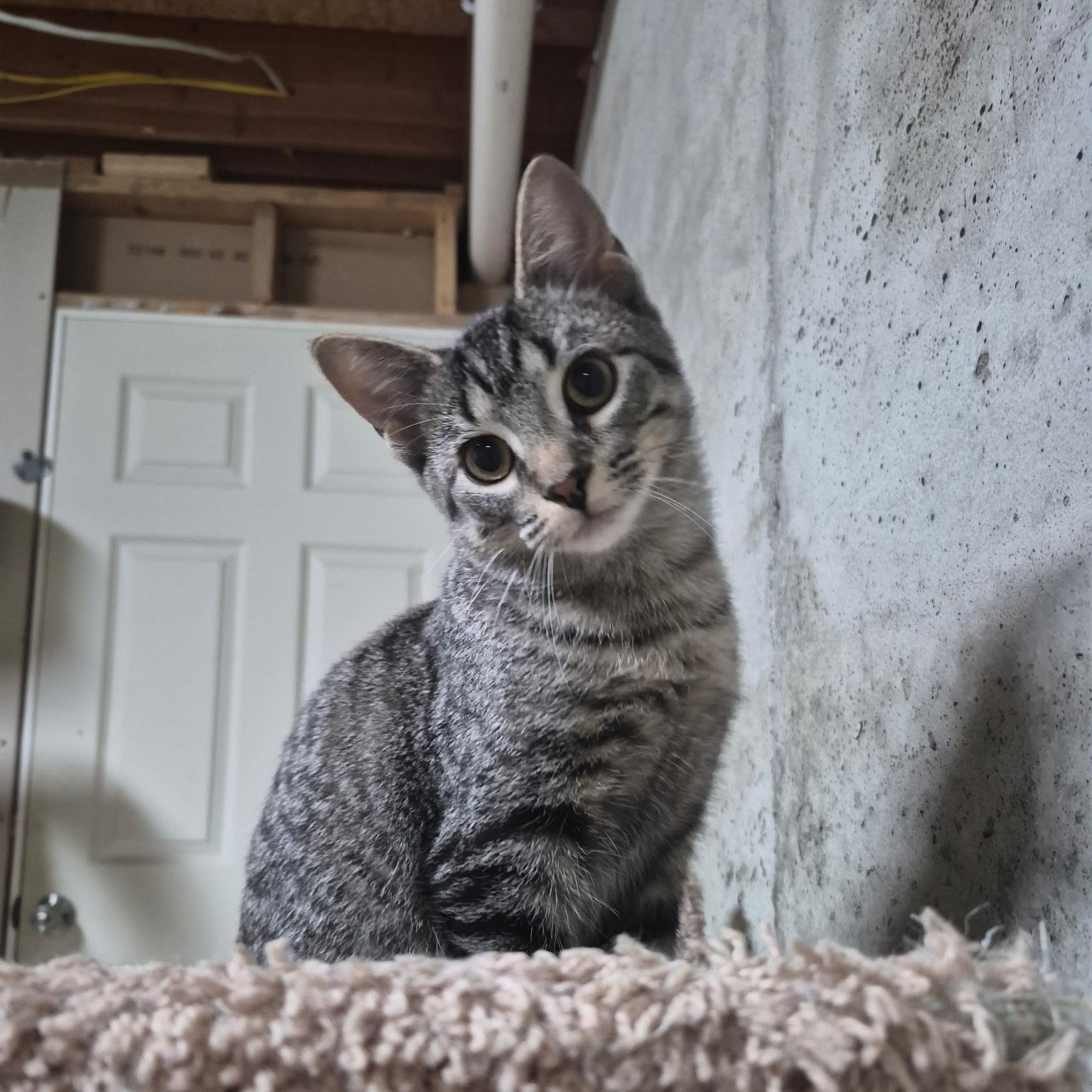 Enlarge Astra, a Adopted Domestic Short Hair in Hudsonville, MI image 4/4