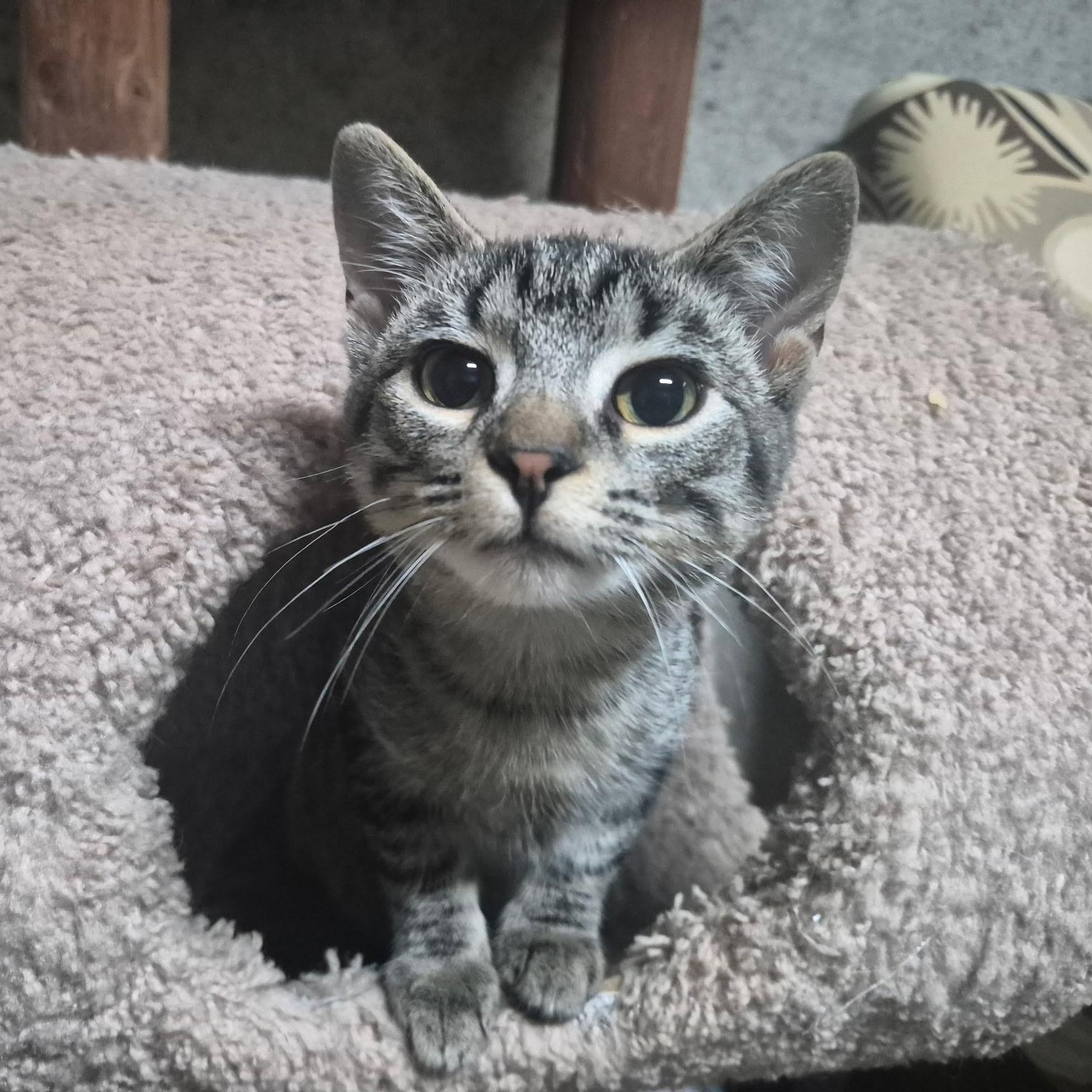 Enlarge Astra, a Adopted Domestic Short Hair in Hudsonville, MI image 3/4