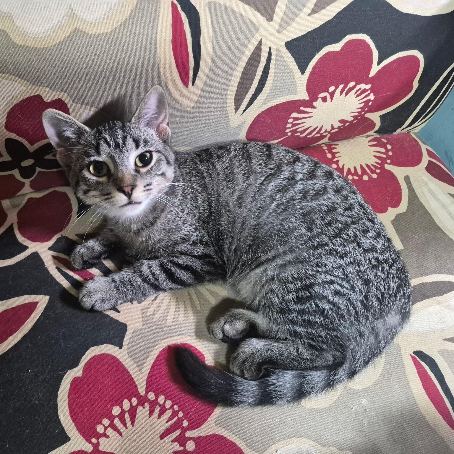 Enlarge Astra, a Adopted Domestic Short Hair in Hudsonville, MI image 2/4