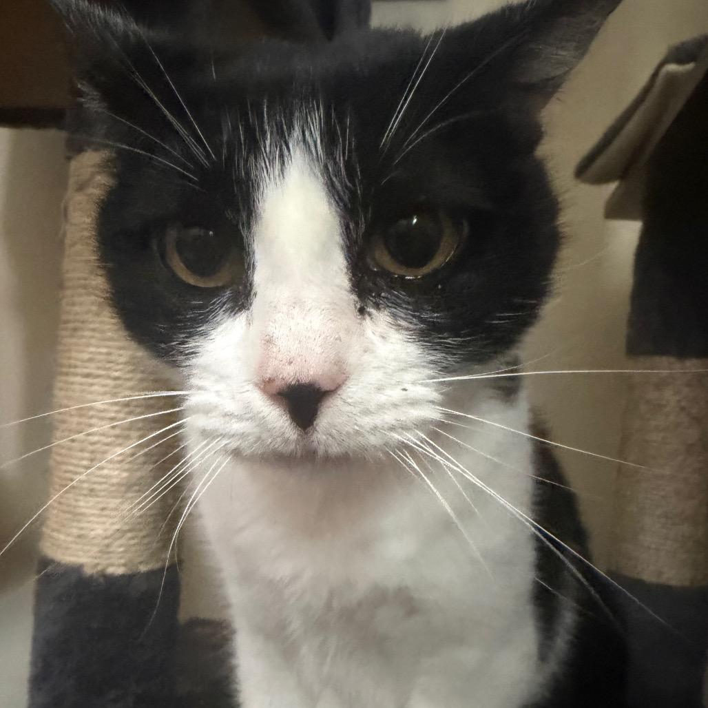 Enlarge Nibbler, a Adoptable Domestic Short Hair in Monroeville, AL image 1/2