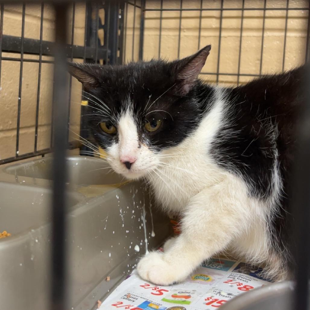 Enlarge Nibbler, a Adoptable Domestic Short Hair in Monroeville, AL image 2/2