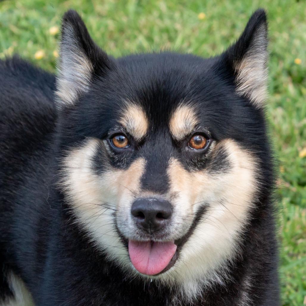 Rafael, Adoptable, Adult Male Shiba Inu & Mixed Breed.