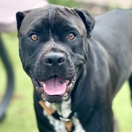 Enlarge Moses, a Adoptable mixed breed in Largo, FL image 1/3