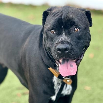 Enlarge Moses, a Adoptable mixed breed in Largo, FL image 2/3