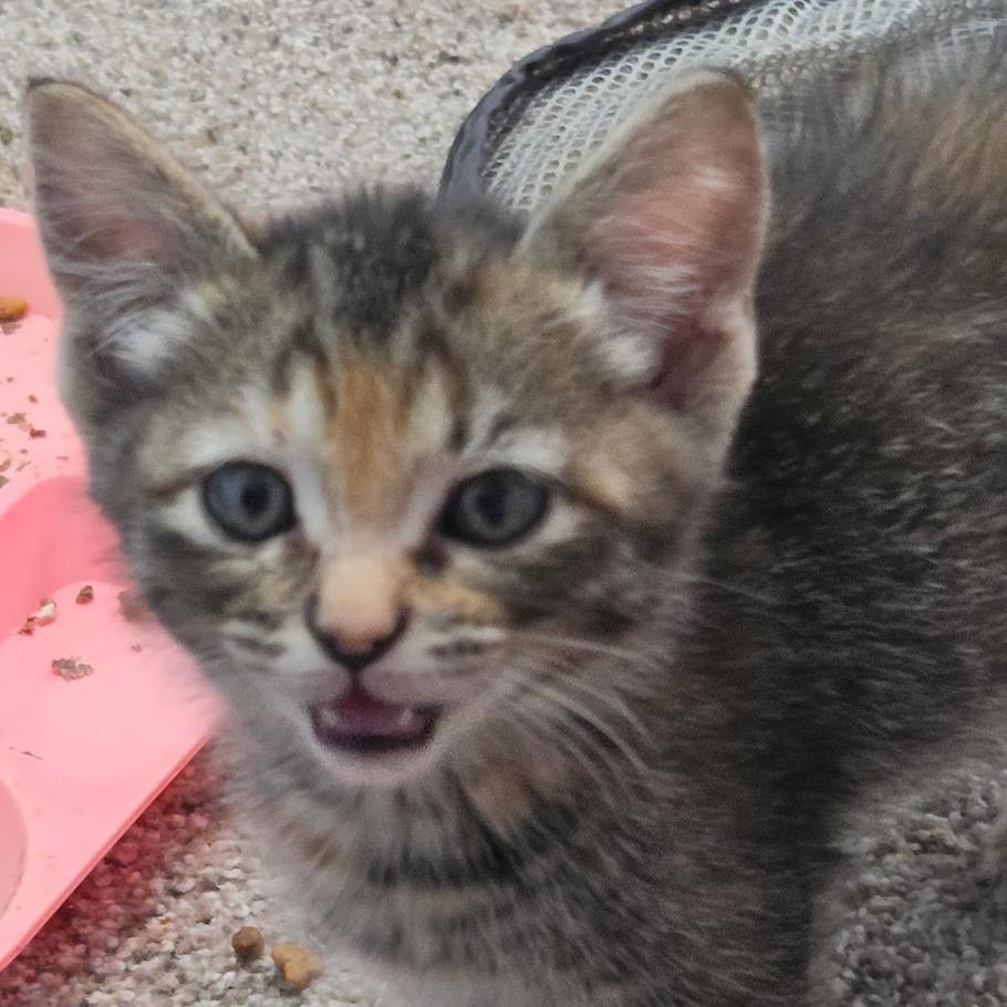 Leia F-21687, Adoptable, Kitten Female Domestic Short Hair.