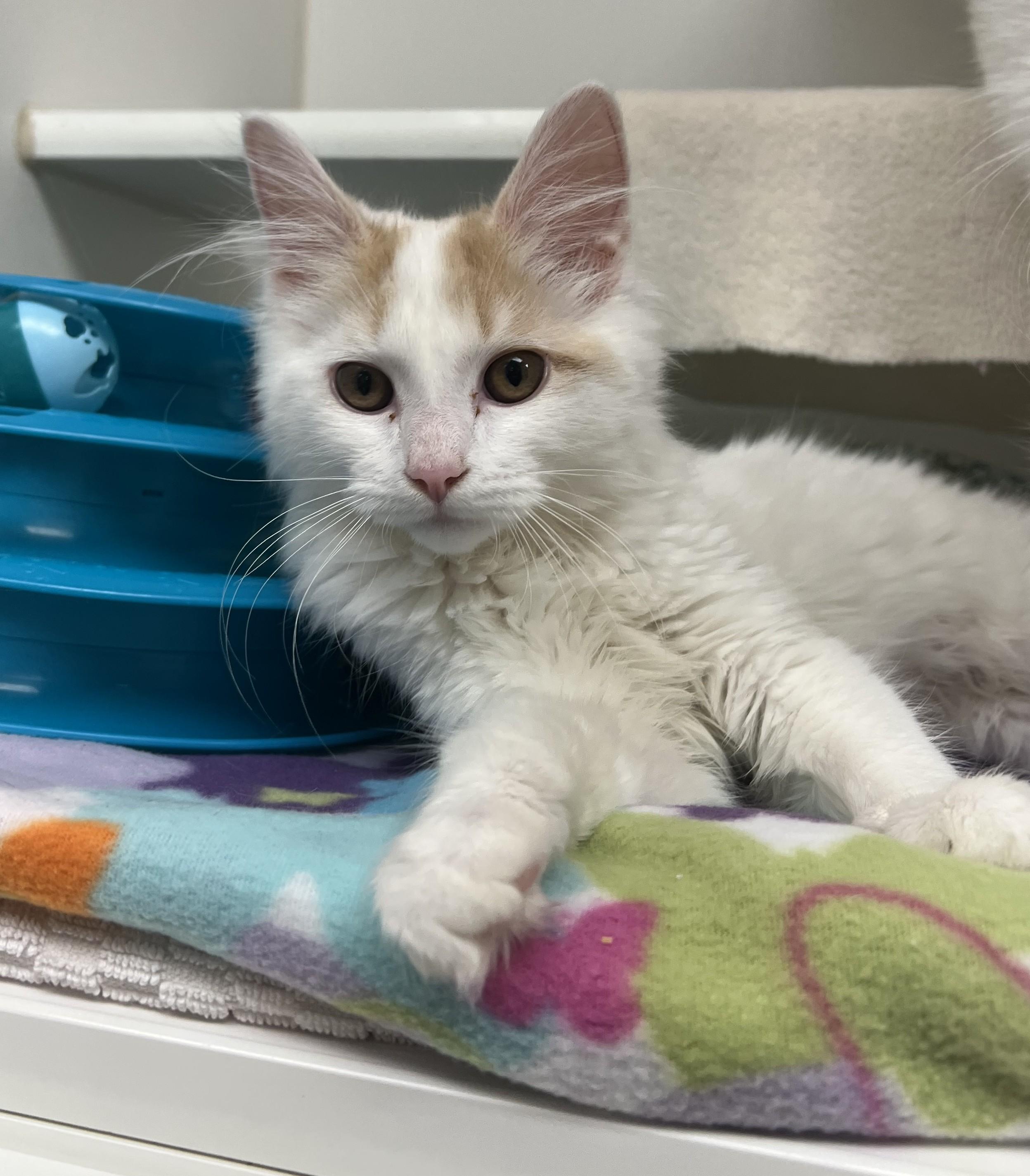 Draya, adopted, Young Female Domestic Long Hair.