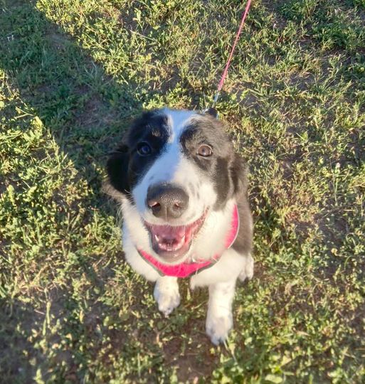 Penny, Adopted, Young Female Border Collie & Great Pyrenees.