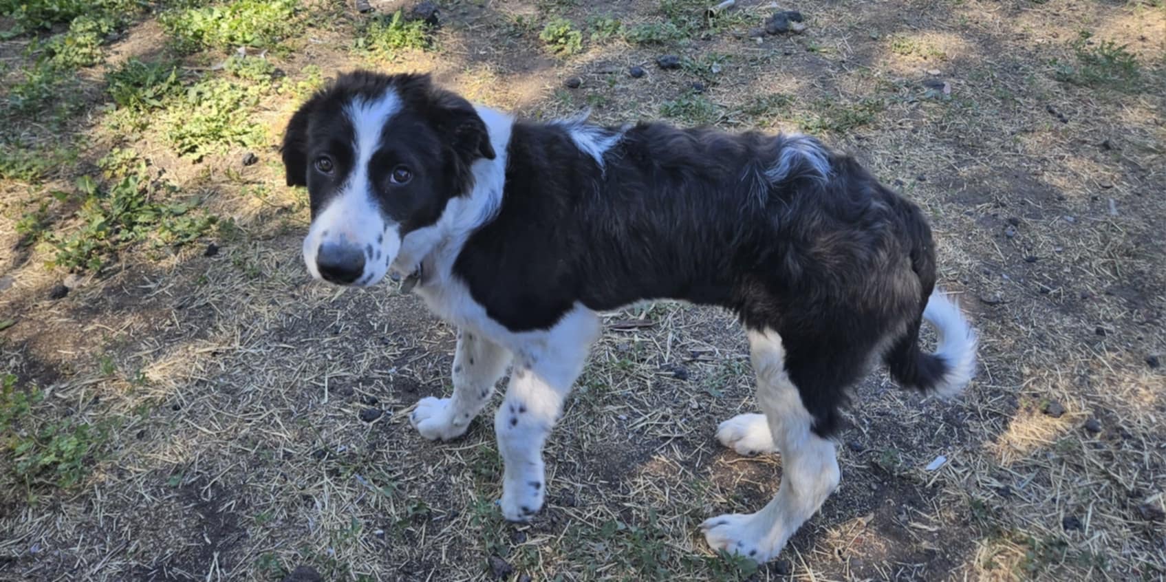Enlarge Penny, a Adopted mixed breed in MORONI, UT image 4/4