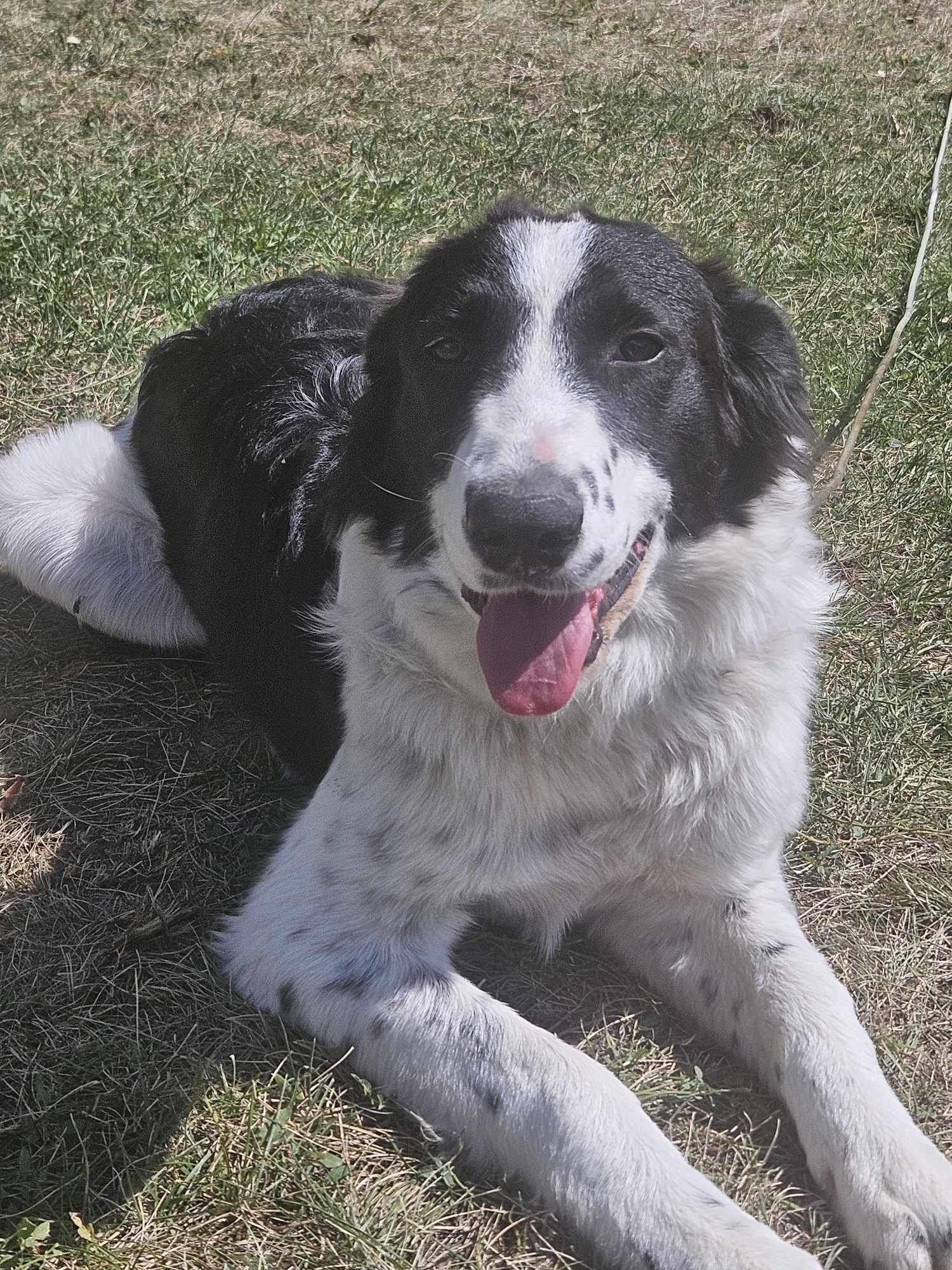Enlarge Penny, a Adopted mixed breed in MORONI, UT image 1/4