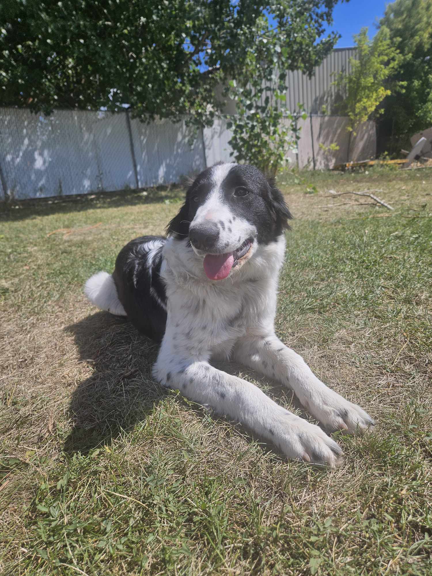 Enlarge Penny, a Adopted mixed breed in MORONI, UT image 3/4