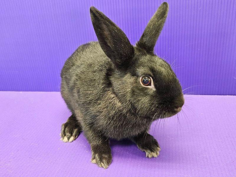 Enlarge Logan, a Adoptable mixed breed in Lewisville, TX image 1/3