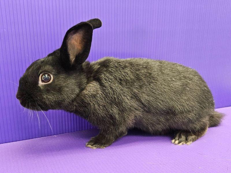 Enlarge Logan, a Adoptable mixed breed in Lewisville, TX image 2/3