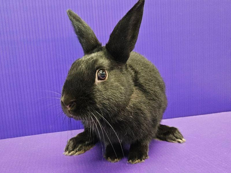 Enlarge Logan, a Adoptable mixed breed in Lewisville, TX image 3/3