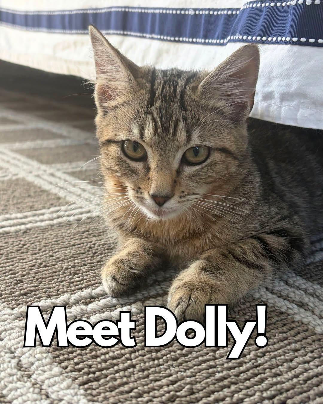 Enlarge Dolly, a Adoptable Domestic Medium Hair in Nantucket, MA image 1/1