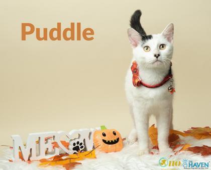Enlarge Puddle, a Adoptable mixed breed in Fairhope, AL image 1/1