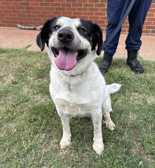 Mouse, adopted, Adult Female Australian Cattle Dog / Blue Heeler & Pointer.