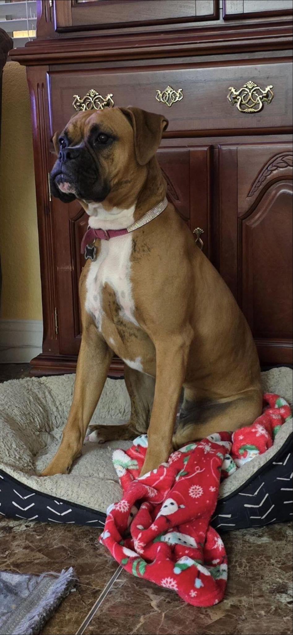 Diamond, Adopted, Young Female Boxer.