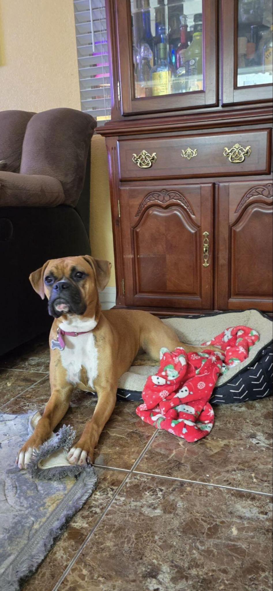 Enlarge Diamond, a Adopted Boxer in Nipomo, CA image 2/5