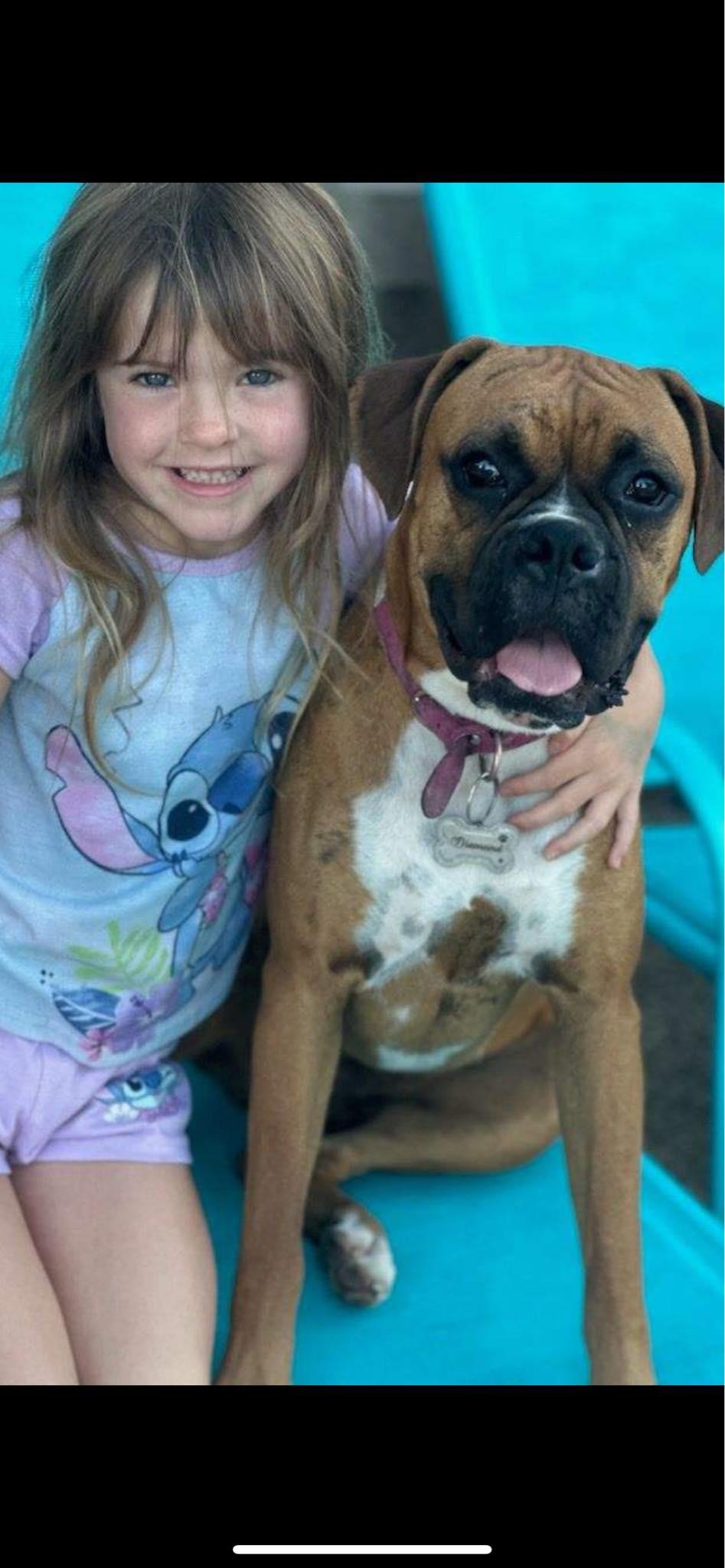 Diamond, Adopted, Young Female Boxer.