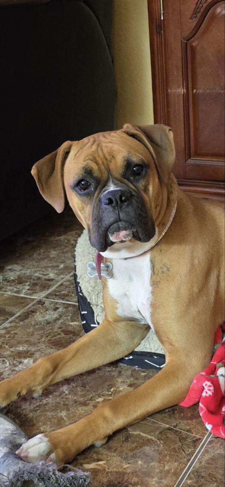 Enlarge Diamond, a Adopted Boxer in Nipomo, CA image 3/5