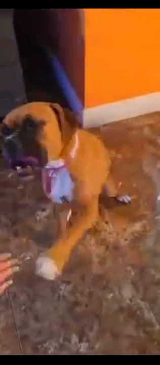 Enlarge Diamond, a Adopted Boxer in Nipomo, CA video 5/5