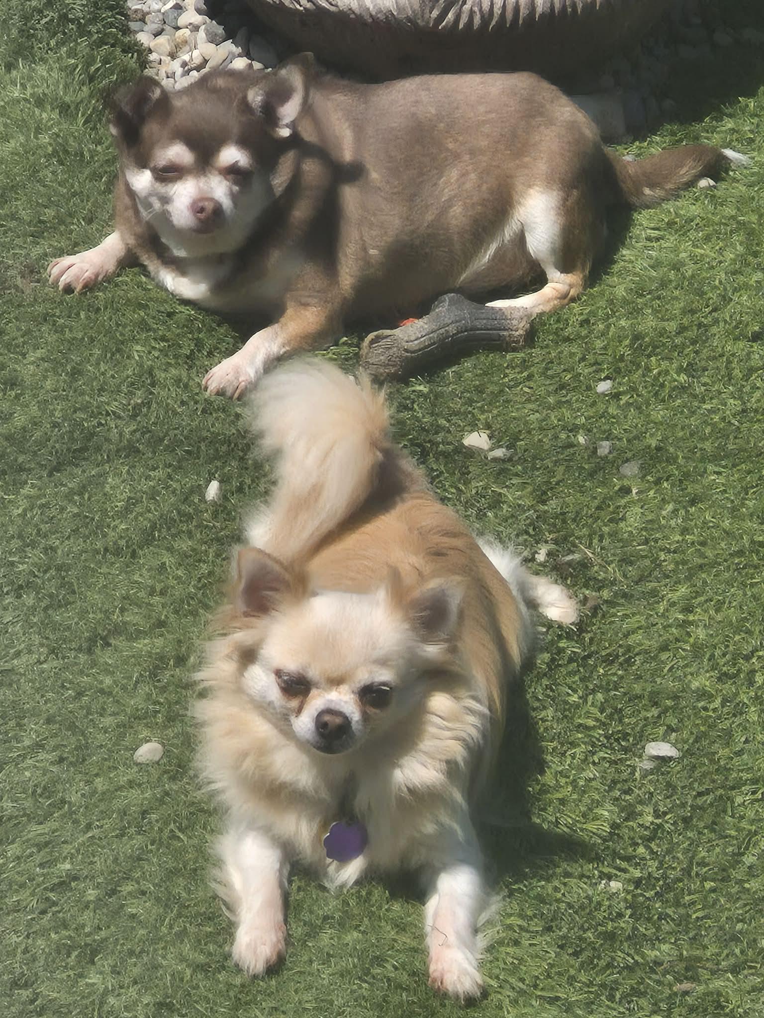Enlarge Lucy and Winston, a Adoptable Chihuahua in Chatham, ON image 2/6