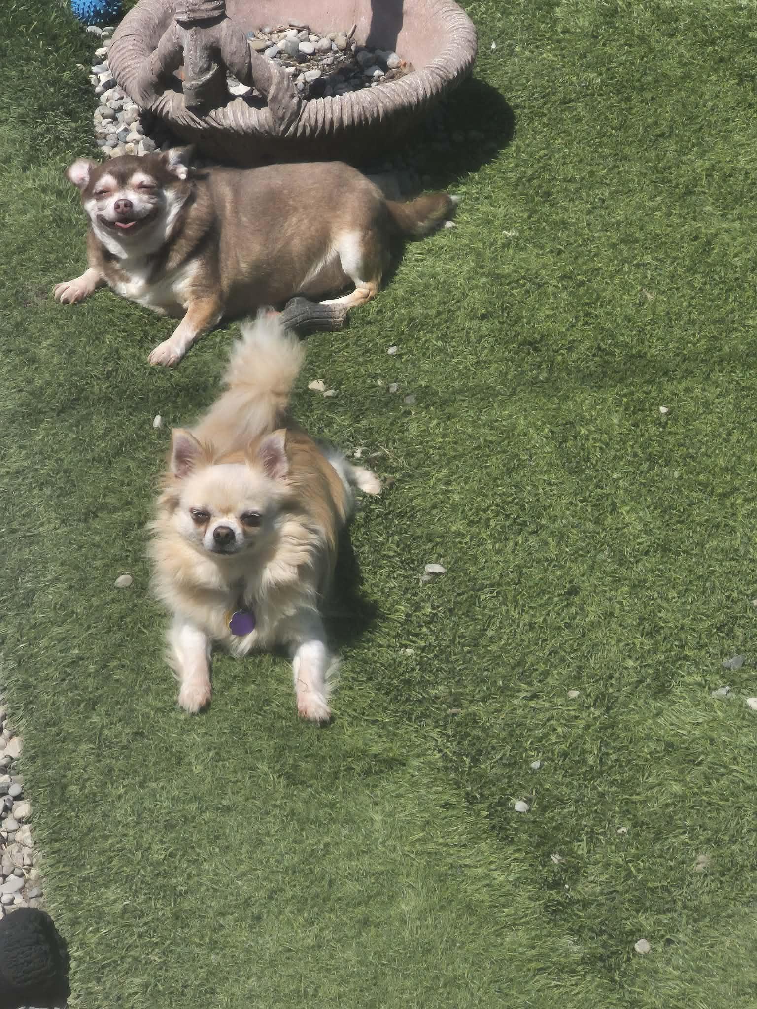 Enlarge Lucy and Winston, a Adoptable Chihuahua in Chatham, ON image 1/6
