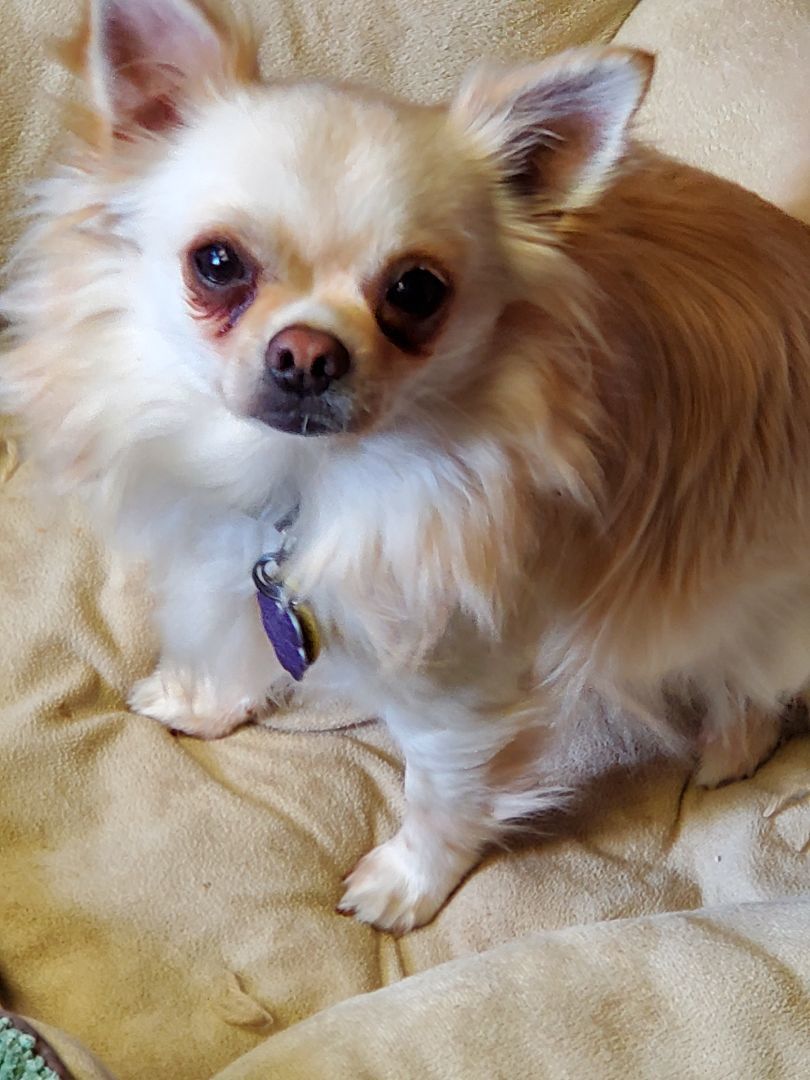 Lucy and Winston, Adoptable, Young Female Chihuahua.