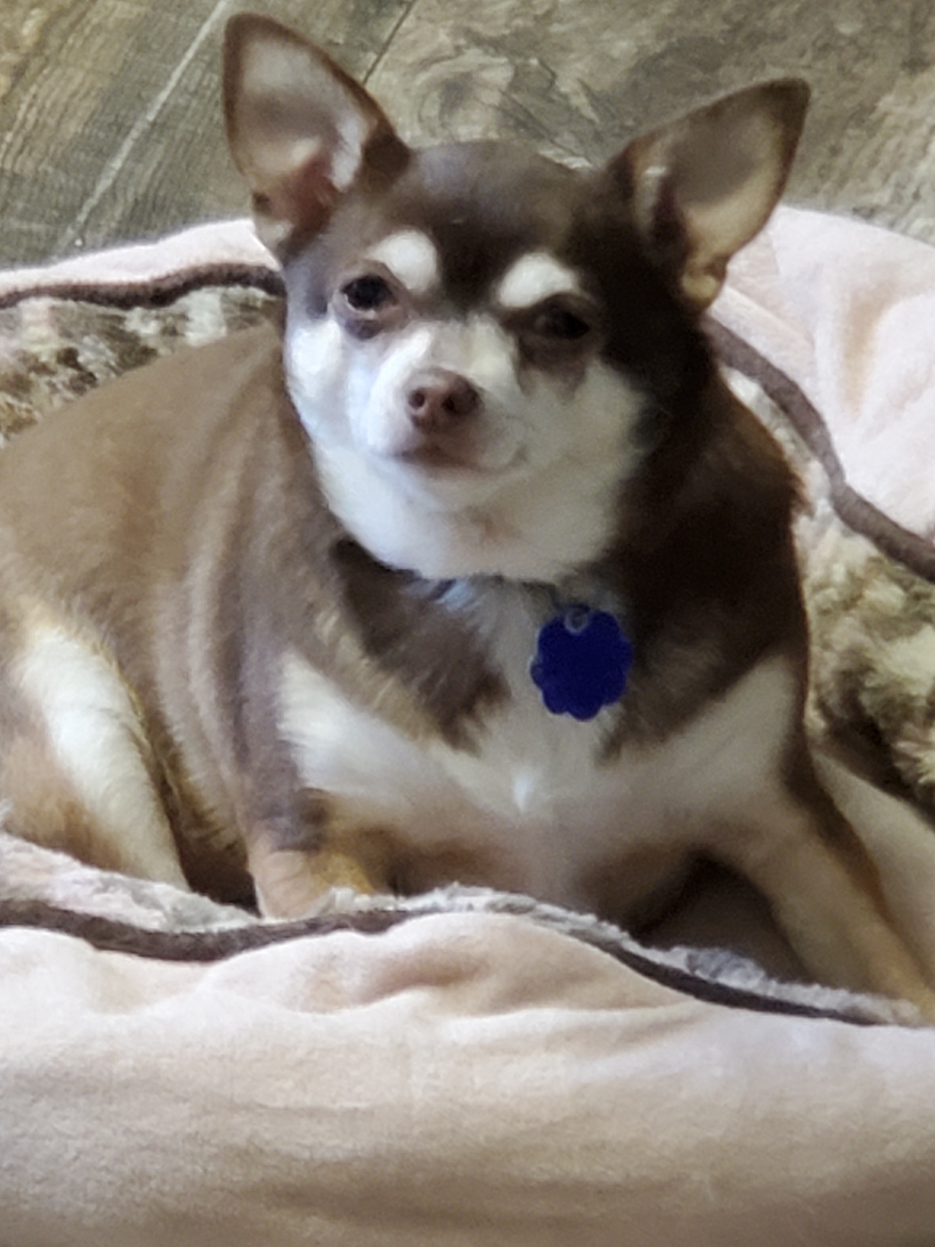 Enlarge Lucy and Winston, a Adoptable Chihuahua in Chatham, ON image 2/6